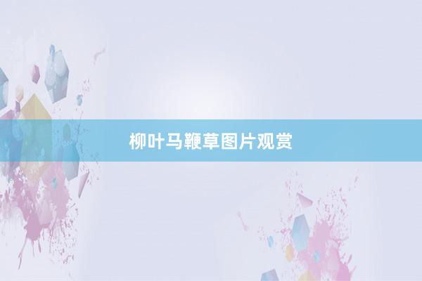 柳叶马鞭草图片观赏